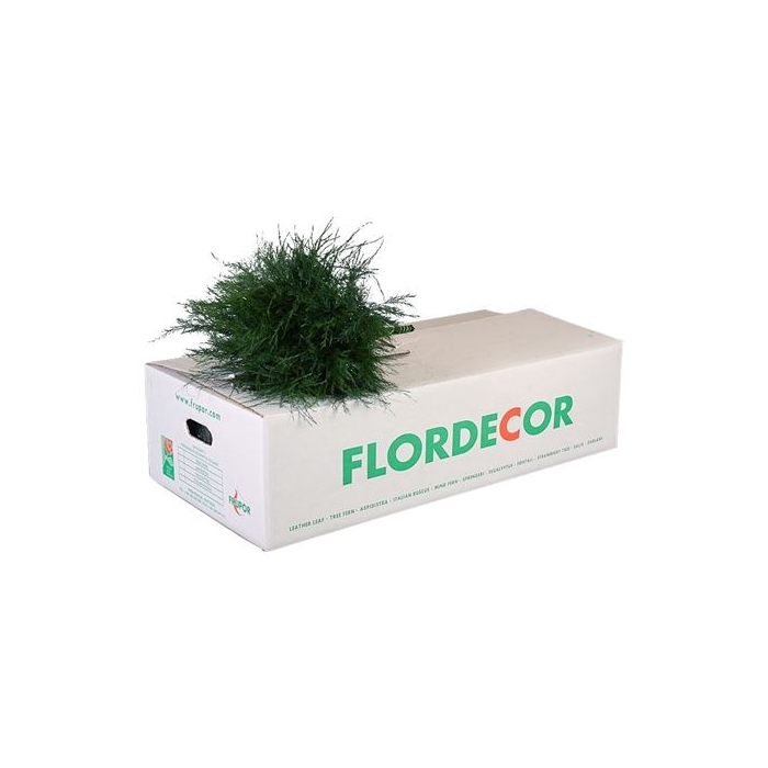 <h4>TREEFERN PORTUGAL</h4>