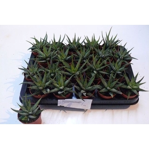 HAWORTHIA CONCOLOR P7