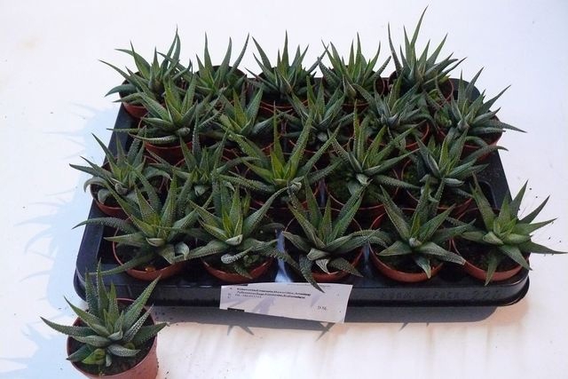<h4>HAWORTHIA CONCOLOR P7</h4>