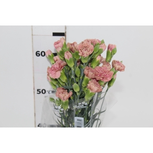 CRAVO SPRAY MISS TRENDY 070 CM