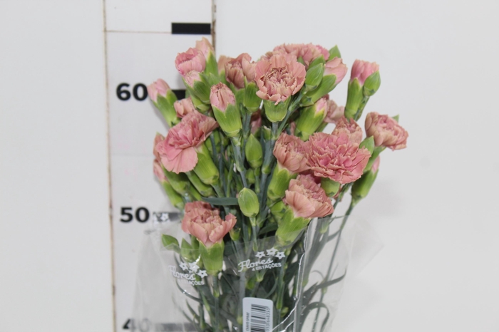 <h4>CRAVO SPRAY MISS TRENDY 070 CM</h4>