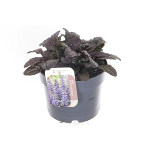 Ajuga