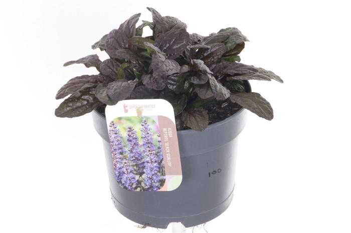 <h4>Ajuga</h4>