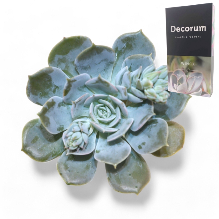 <h4>Echeveria Snowbunny Cutflower Wincx-8cm</h4>