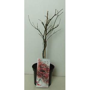 Acer palmatum 'Orangeola' P19