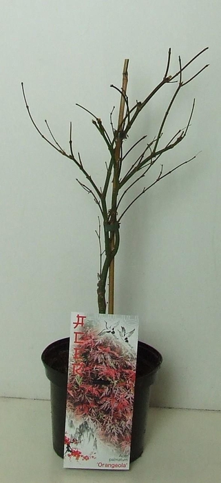 <h4>Acer palmatum 'Orangeola' P19</h4>
