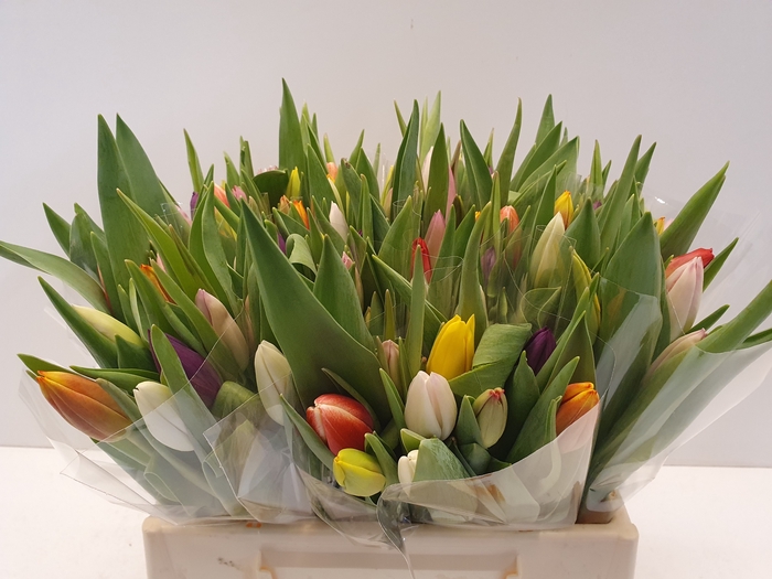 <h4>Mono Tulpen x10 gemengd in de bos</h4>