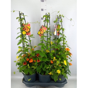 Thunbergia   ...mix 3