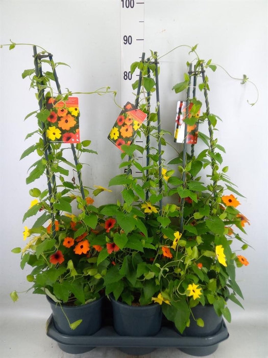 <h4>Thunbergia   ...mix 3</h4>