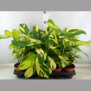 Ctenanthe pilosa 'Mosaic'