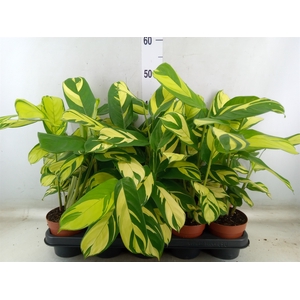 Ctenanthe pilosa 'Mosaic'