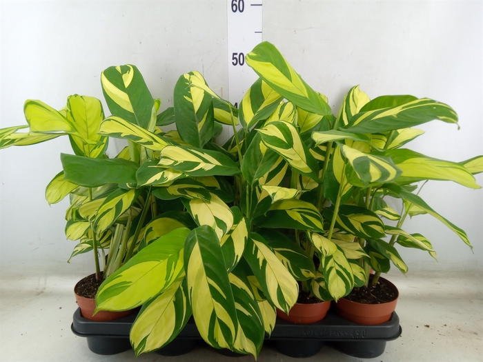 <h4>Ctenanthe pilosa 'Mosaic'</h4>