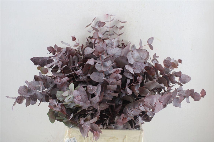 <h4>Euca Cinerea Short Red Abs 150gr P Bunch</h4>