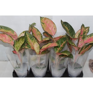 AGLAONEMA LAWAN P12