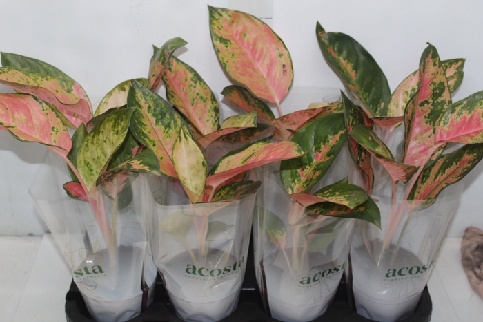 <h4>AGLAONEMA LAWAN P12</h4>