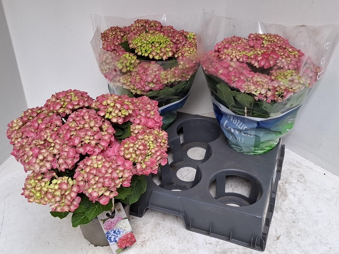 <h4>HYDR M BLAUER ZWERG</h4>