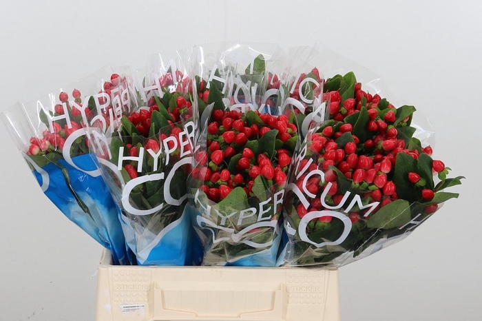 <h4>Hyp Coco Rio Rood</h4>