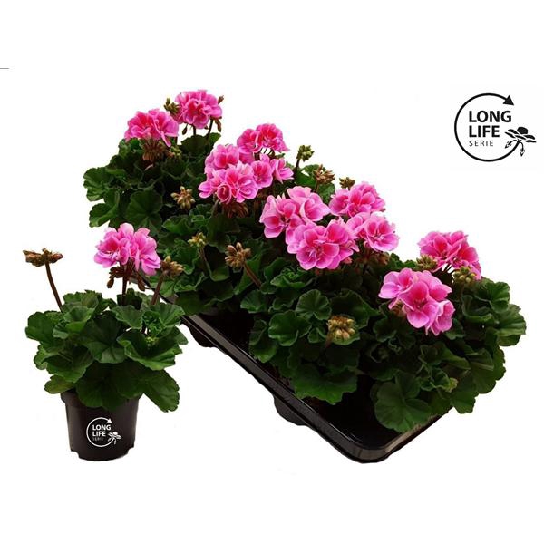 <h4>LongLife Zonale Bicolour purple</h4>