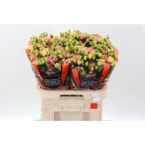 Eus G Sabrina Orange