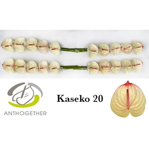 Anth A Kaseko 9 cm X20 Bouman