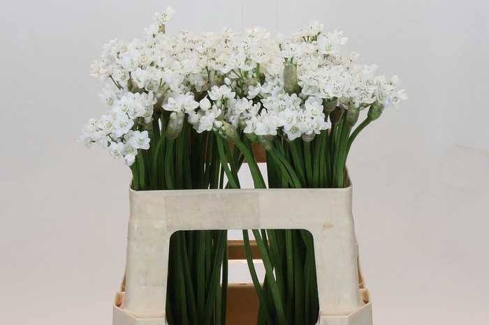 <h4>Allium Flocon</h4>