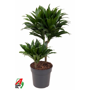 Dracaena Compacta