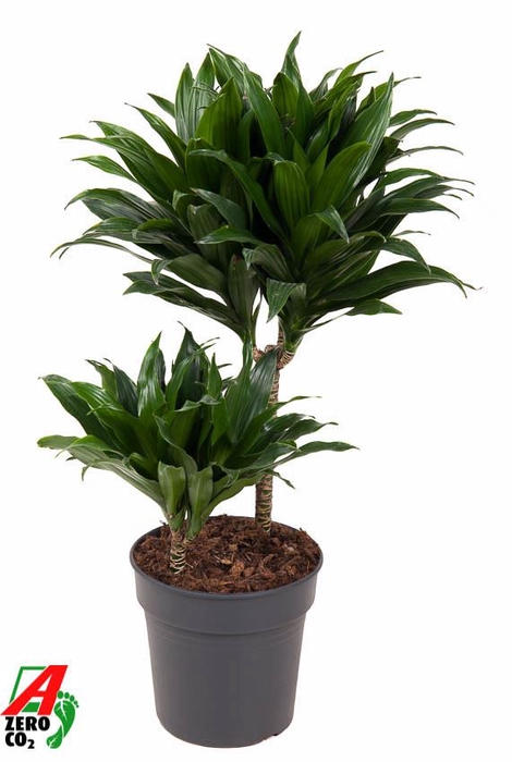 <h4>Dracaena Compacta</h4>