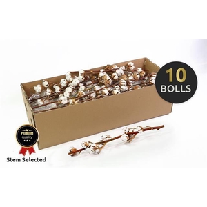 DF Katoen Gossypium 10 Bol Selected