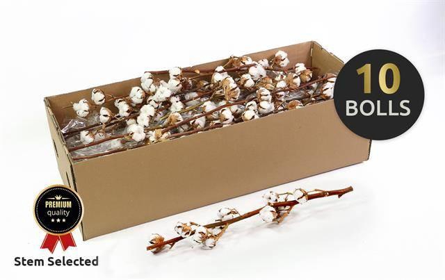 <h4>DF Katoen Gossypium 10 Bol Selected</h4>