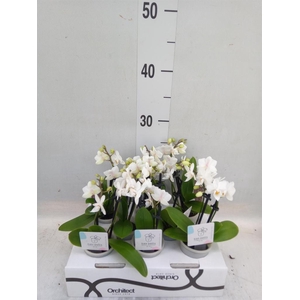 Phalaenopsis   ...mini