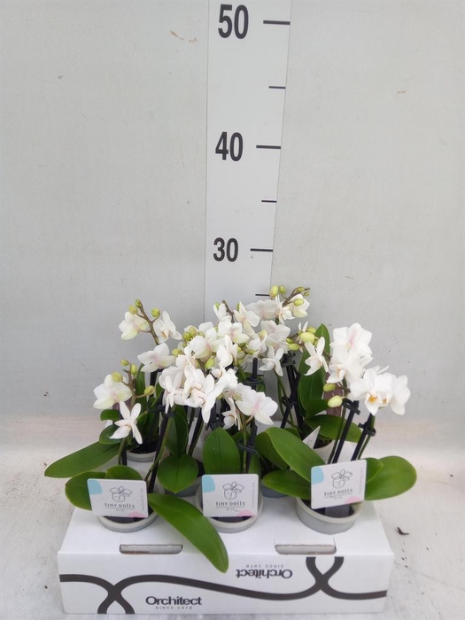 <h4>Phalaenopsis   ...mini</h4>
