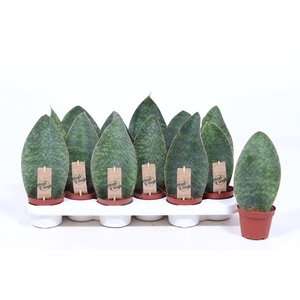 Sansevieria Victoria