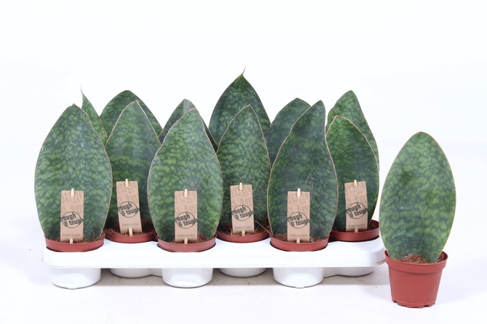 <h4>Sansevieria Victoria</h4>