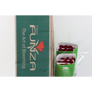 R Gr Freedom BOX 50cm Funza