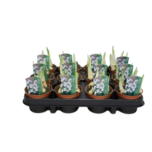 Bol op pot Iris White