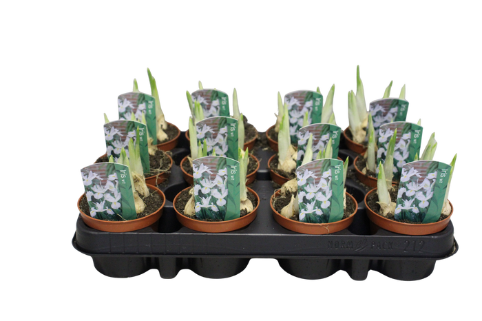 <h4>Bol op pot Iris White</h4>