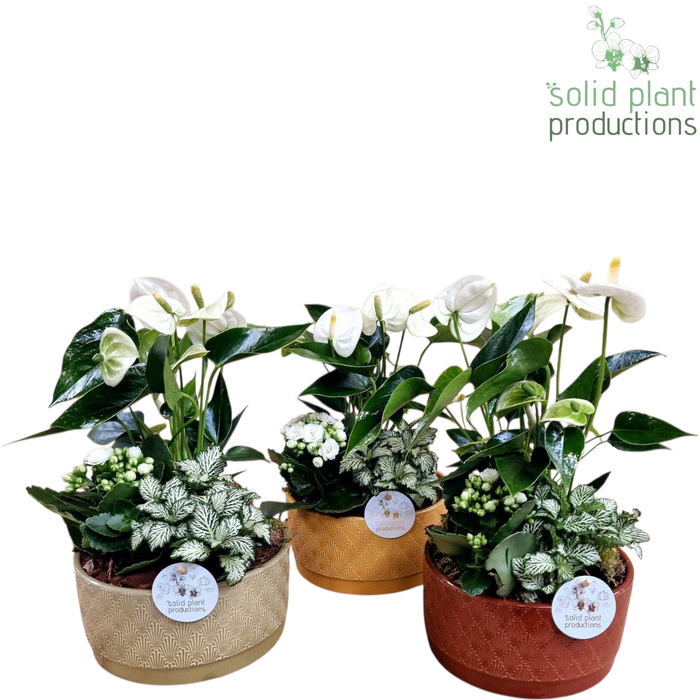 <h4>NV007 Sarah Autumn Anthurium</h4>