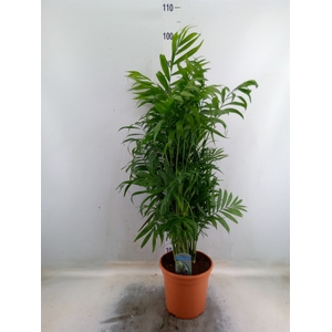 Chamaedorea elegans