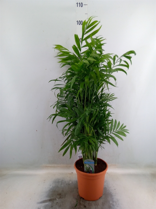 <h4>Chamaedorea elegans</h4>
