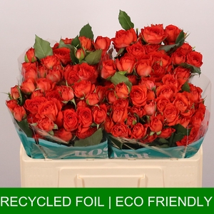 R TR SUMMER ROSEVER