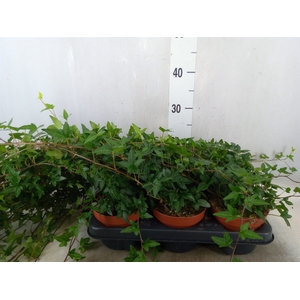 Hedera helix 'Shamrock'