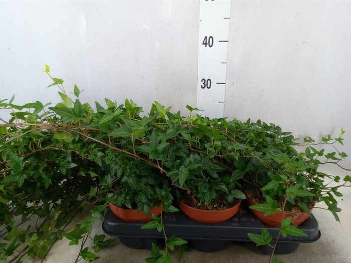 <h4>Hedera helix 'Shamrock'</h4>