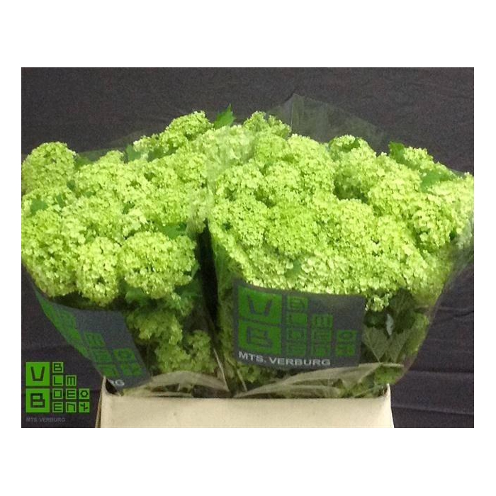 <h4>Viburnum Roseum St</h4>