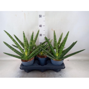 Sansevieria cyl. 'Boncel'