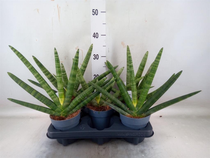 <h4>Sansevieria cyl. 'Boncel'</h4>