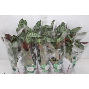 CALATHEA EXOTICA P12