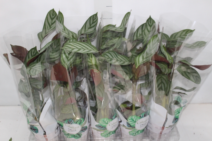 <h4>CALATHEA EXOTICA P12</h4>