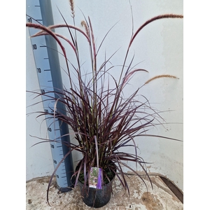 PENNI RUBRUM