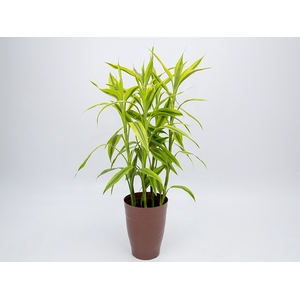 DRACENA SANDERIANA P17