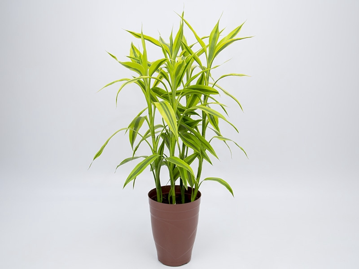 <h4>DRACENA SANDERIANA P17</h4>
